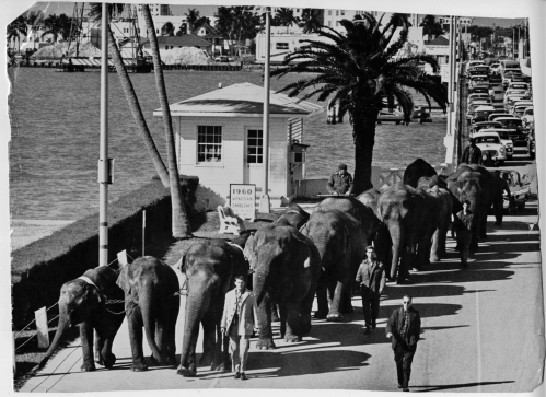 Circus elephants cross the Venetian Causeway west drawbridge, with under-construction Herald building in background.